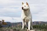AKITA AMERICAIN 418